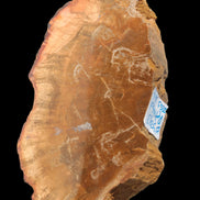 Petrified Wood slice 226g - Rocks and Things Store
