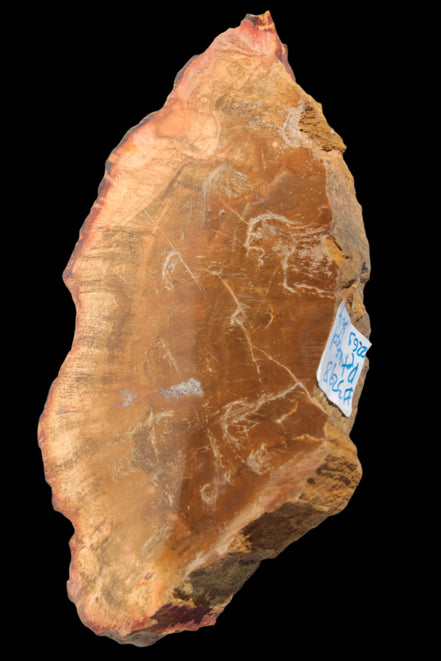 Petrified Wood slice 226g - Rocks and Things Store