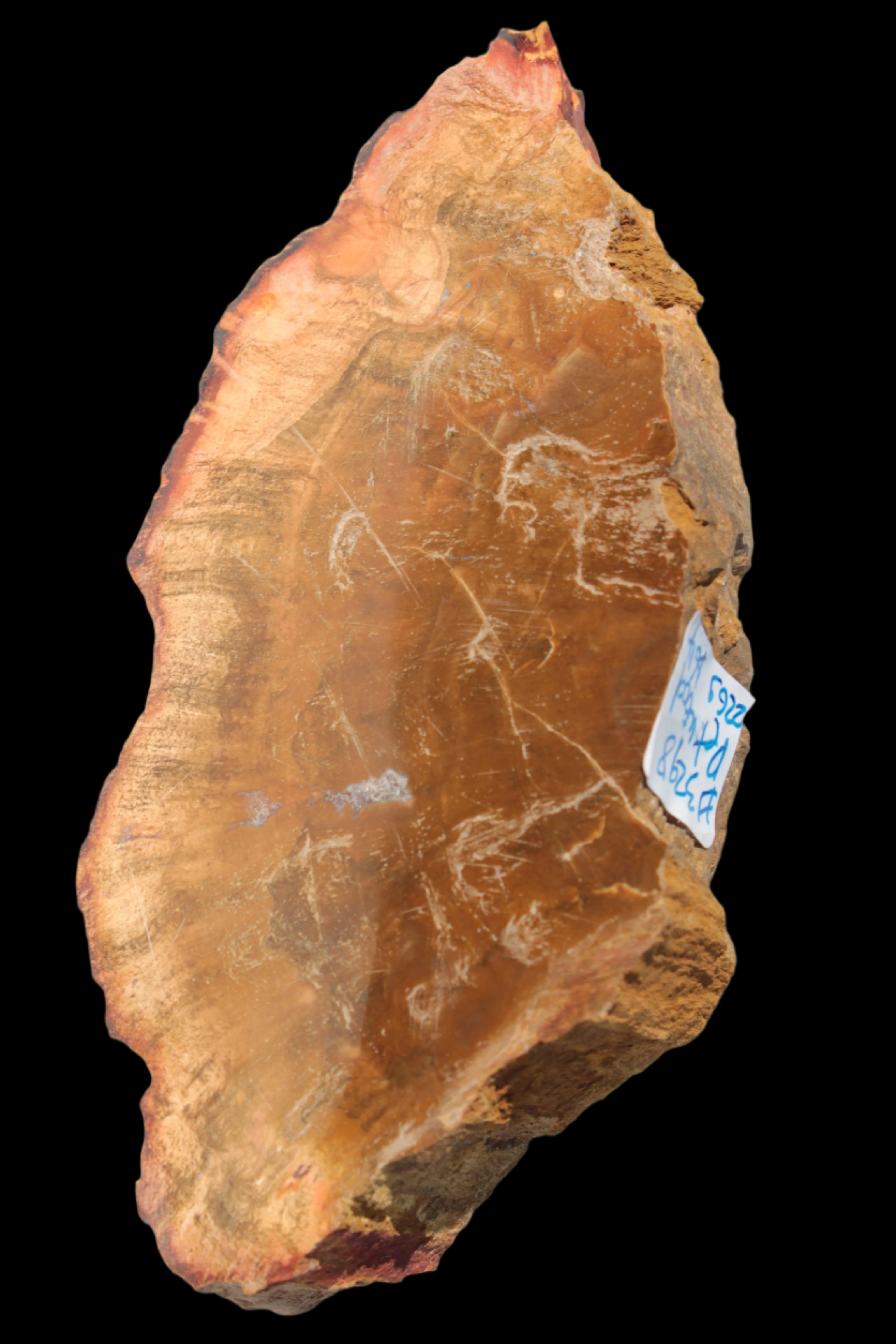 Petrified Wood slice 226g - Rocks and Things Store