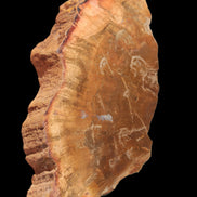 Petrified Wood slice 226g - Rocks and Things Store
