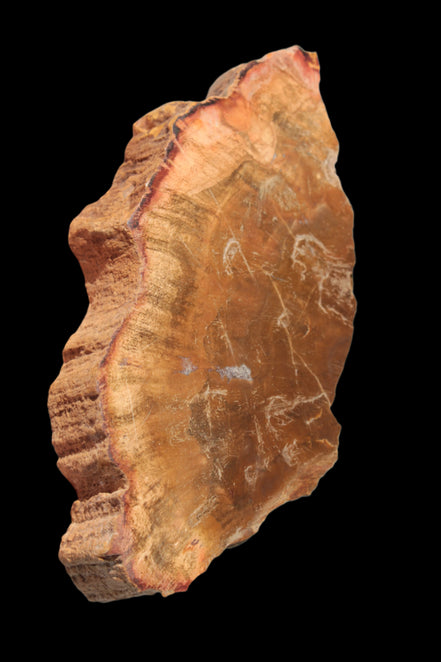 Petrified Wood slice 226g - Rocks and Things Store