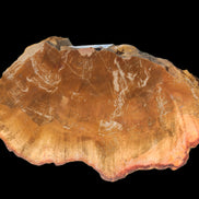 Petrified Wood slice 226g - Rocks and Things Store