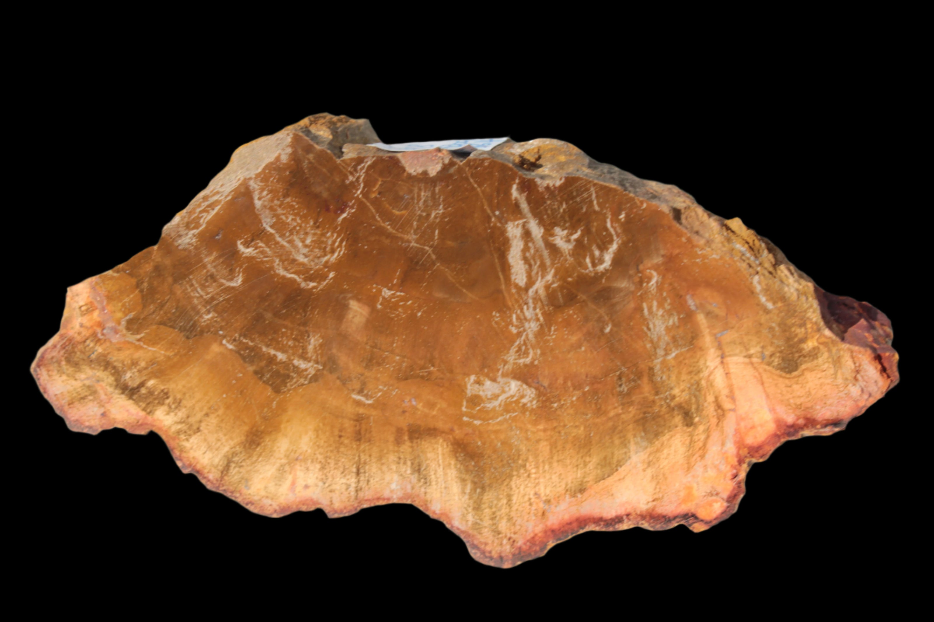 Petrified Wood slice 226g - Rocks and Things Store