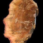 Petrified Wood slice 226g - Rocks and Things Store