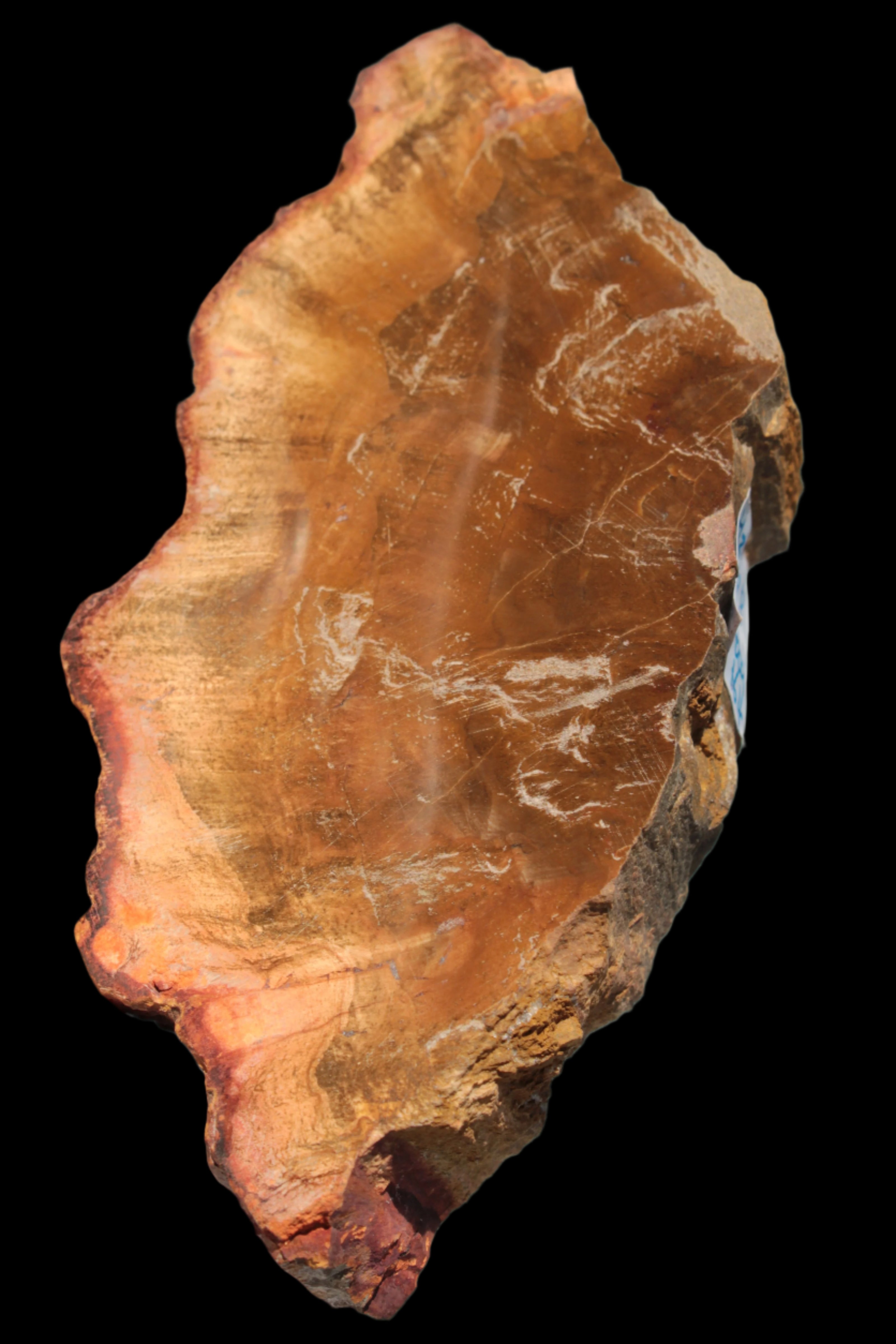 Petrified Wood slice 226g - Rocks and Things Store