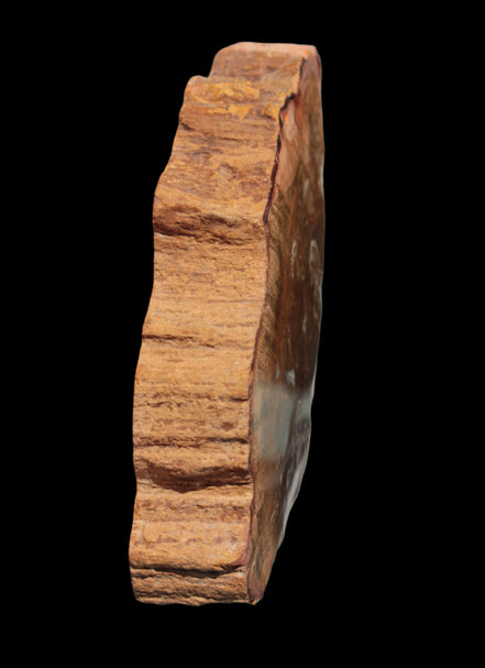 Petrified Wood slice 226g - Rocks and Things Store