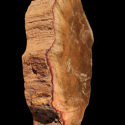 Petrified Wood slice 226g - Rocks and Things Store