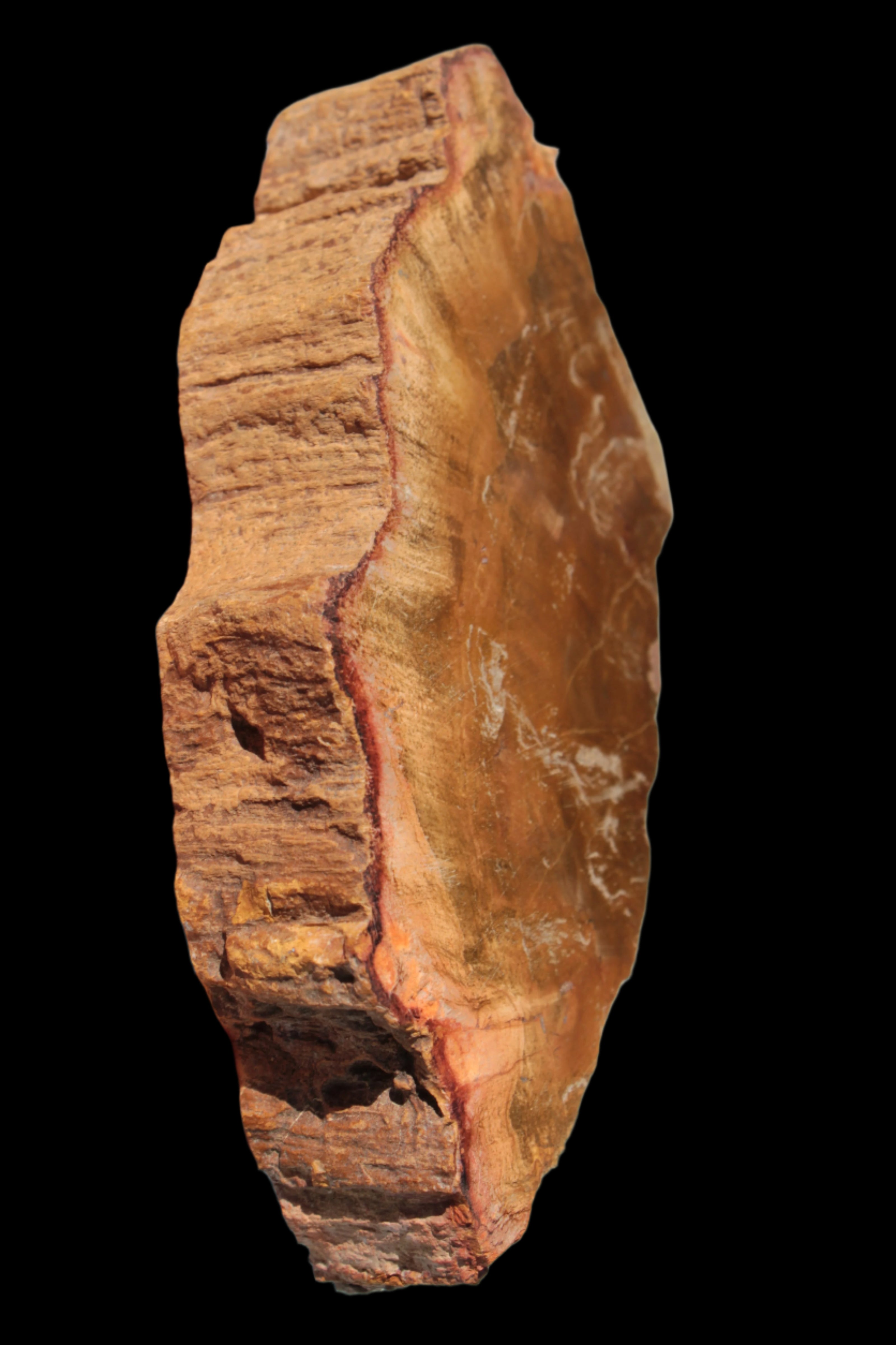 Petrified Wood slice 226g - Rocks and Things Store