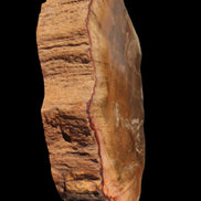 Petrified Wood slice 226g - Rocks and Things Store