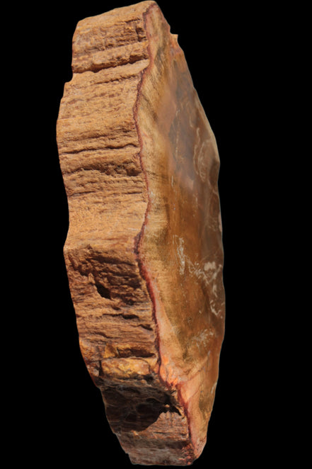 Petrified Wood slice 226g - Rocks and Things Store
