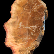 Petrified Wood slice 226g - Rocks and Things Store