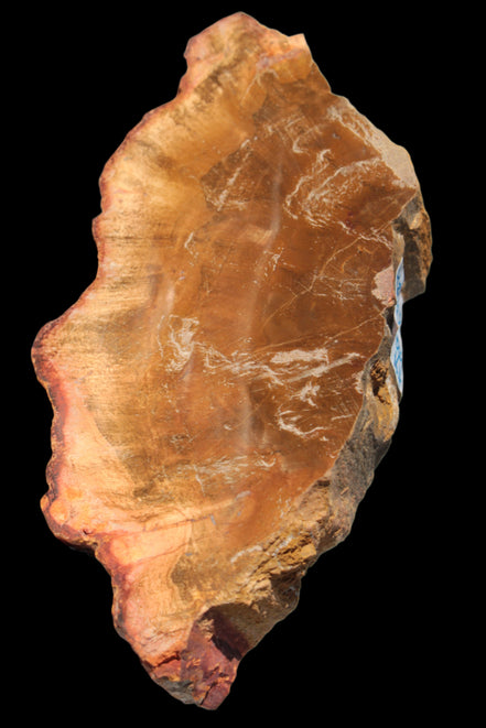 Petrified Wood slice 226g - Rocks and Things Store