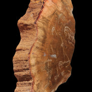 Petrified Wood slice 226g - Rocks and Things Store