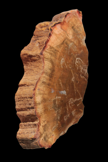 Petrified Wood slice 226g - Rocks and Things Store