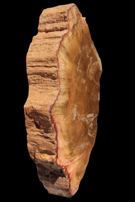 Petrified Wood slice 226g - Rocks and Things Store