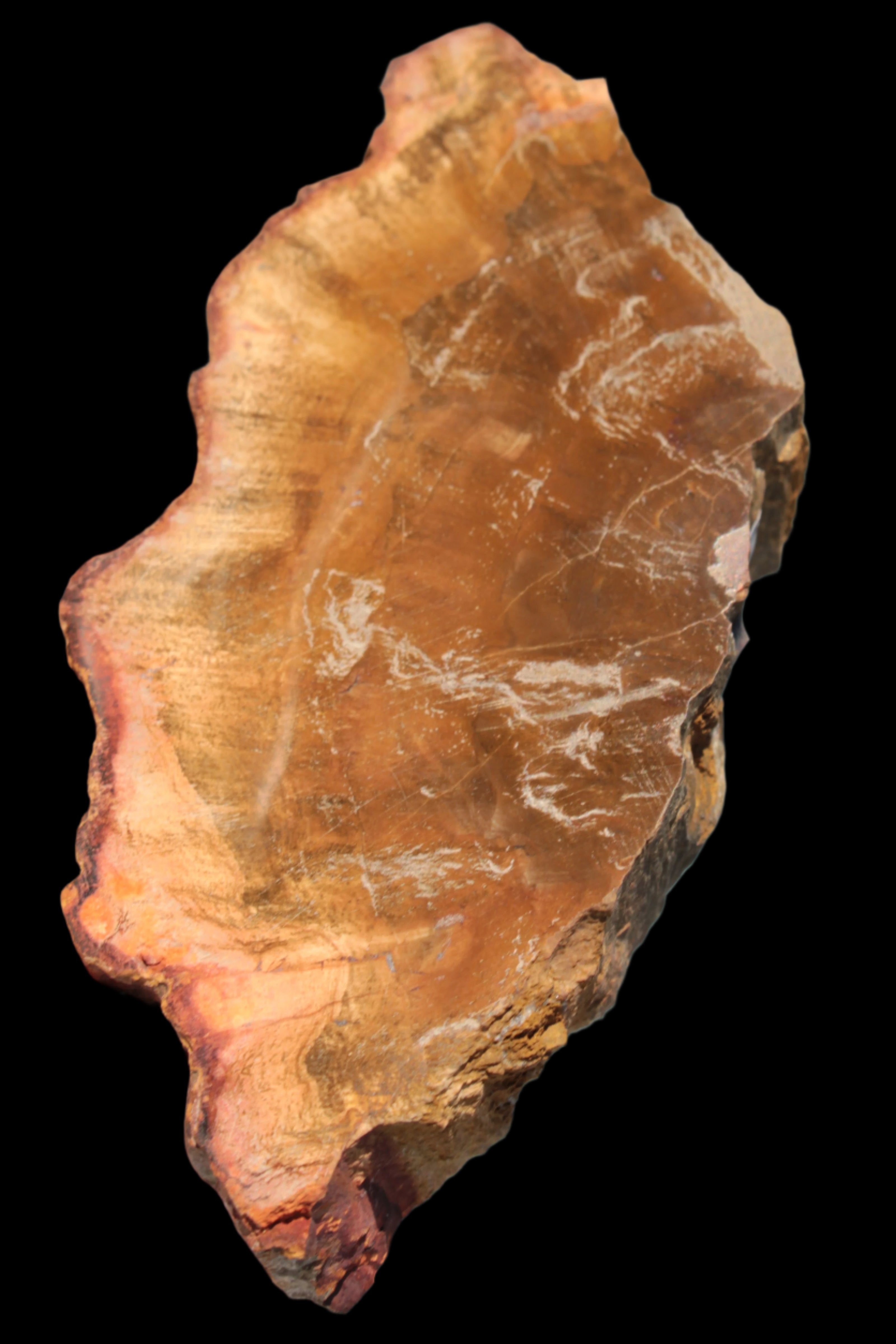 Petrified Wood slice 226g - Rocks and Things Store