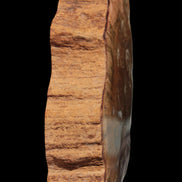 Petrified Wood slice 226g - Rocks and Things Store