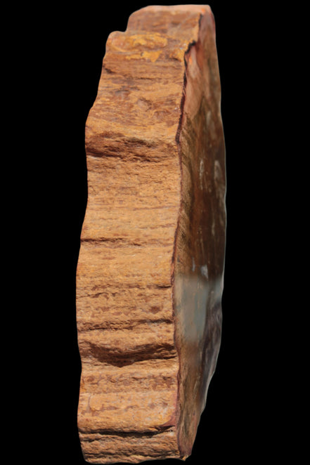 Petrified Wood slice 226g - Rocks and Things Store
