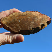 Petrified Wood slice 226g Rocks and Things