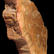 Petrified Wood slice 226g - Rocks and Things Store