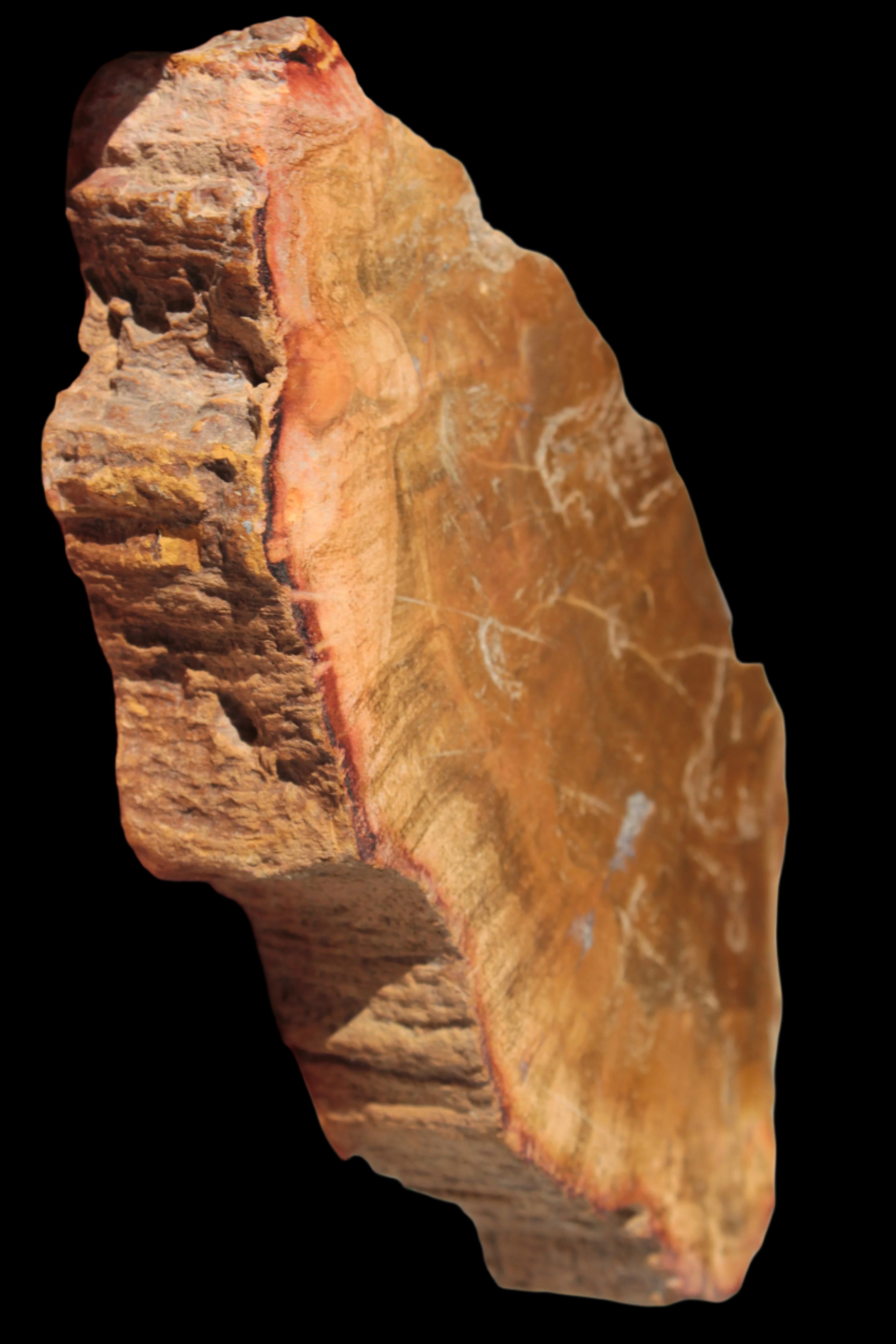 Petrified Wood slice 226g - Rocks and Things Store