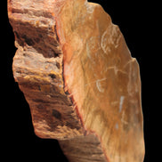 Petrified Wood slice 226g - Rocks and Things Store