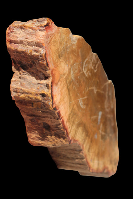 Petrified Wood slice 226g - Rocks and Things Store
