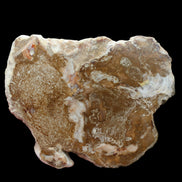 Petrified Wood slice from Madagascar 464g - Rocks and Things Store