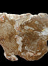 Petrified Wood slice from Madagascar 464g - Rocks and Things Store