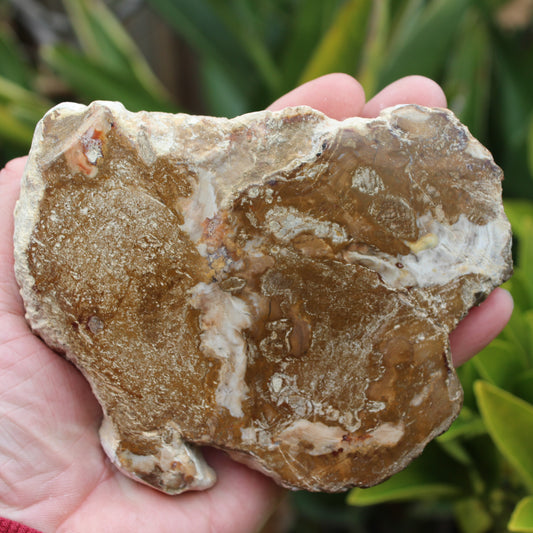 Petrified Wood slice from Madagascar 464g Rocks and Things