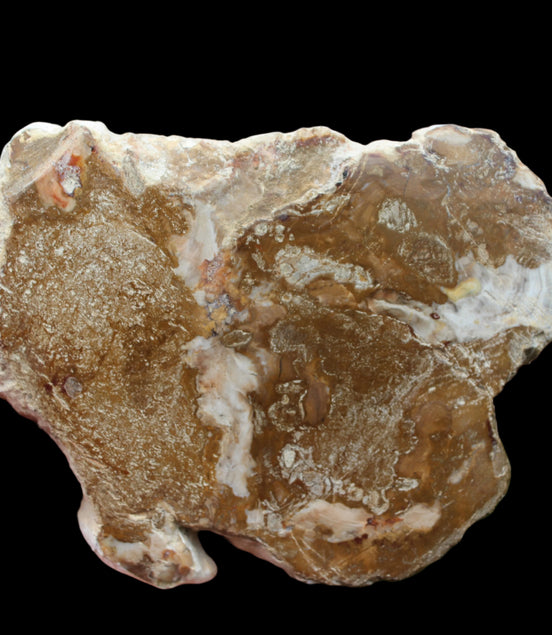 Petrified Wood slice from Madagascar 464g - Rocks and Things Store