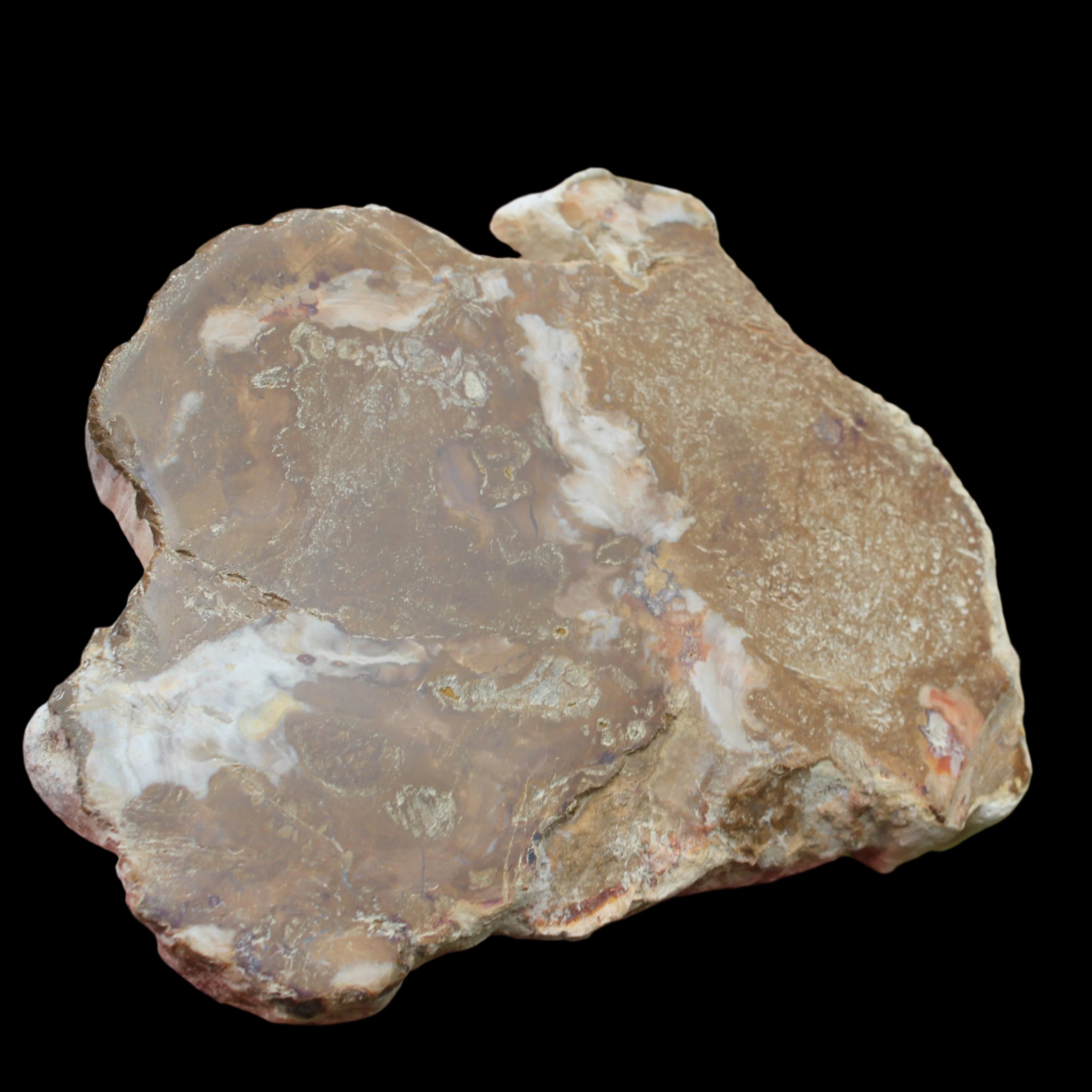 Petrified Wood slice from Madagascar 464g - Rocks and Things Store