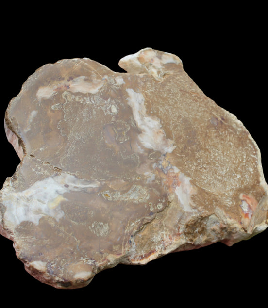 Petrified Wood slice from Madagascar 464g - Rocks and Things Store