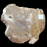 Petrified Wood slice from Madagascar 464g - Rocks and Things Store