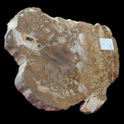 Petrified Wood slice from Madagascar 464g - Rocks and Things Store