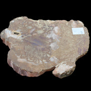 Petrified Wood slice from Madagascar 464g - Rocks and Things Store