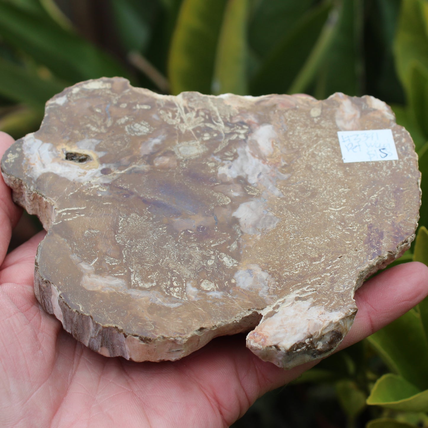 Petrified Wood slice from Madagascar 464g Rocks and Things