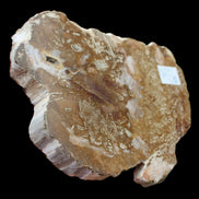 Petrified Wood slice from Madagascar 464g - Rocks and Things Store