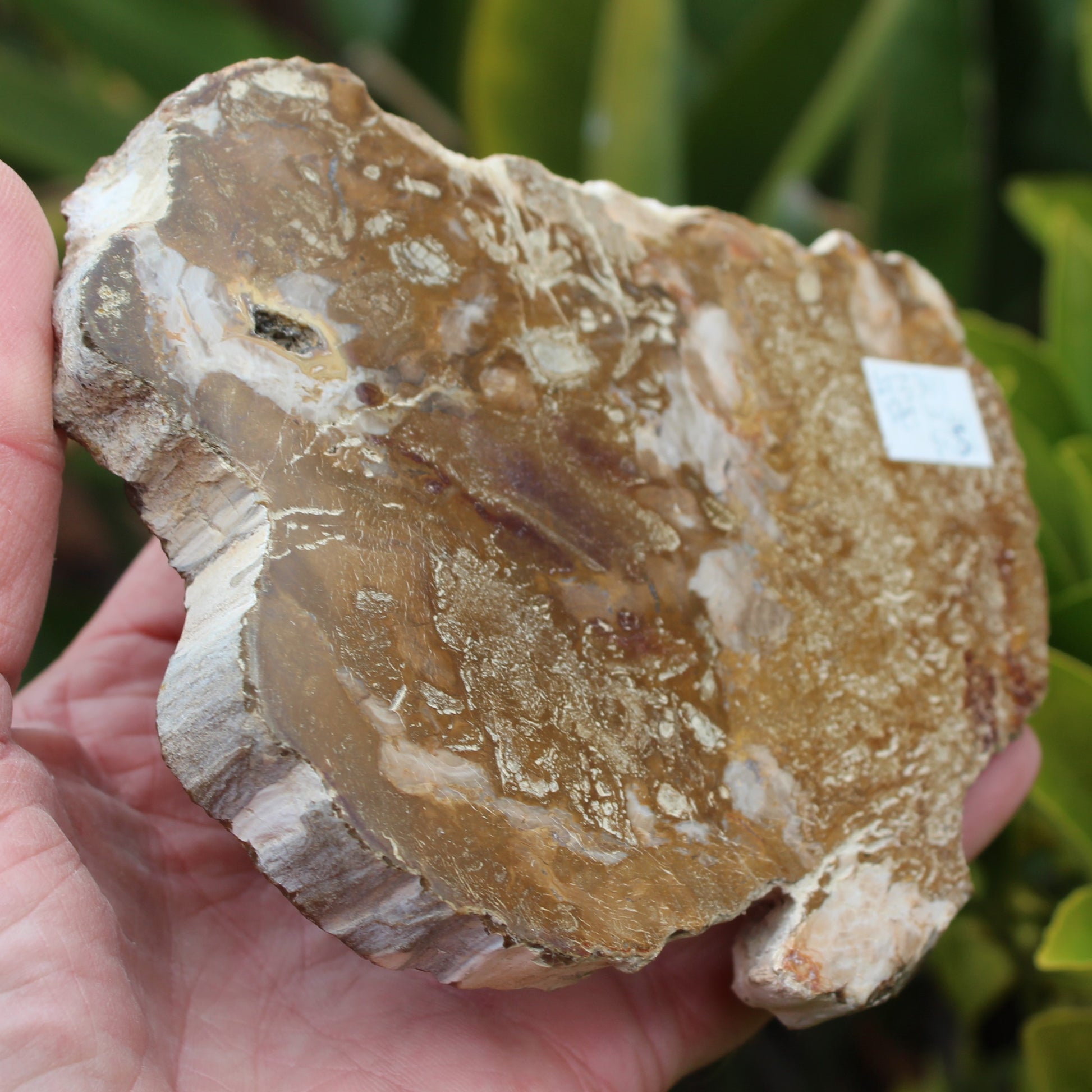 Petrified Wood slice from Madagascar 464g Rocks and Things