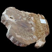 Petrified Wood slice from Madagascar 464g - Rocks and Things Store