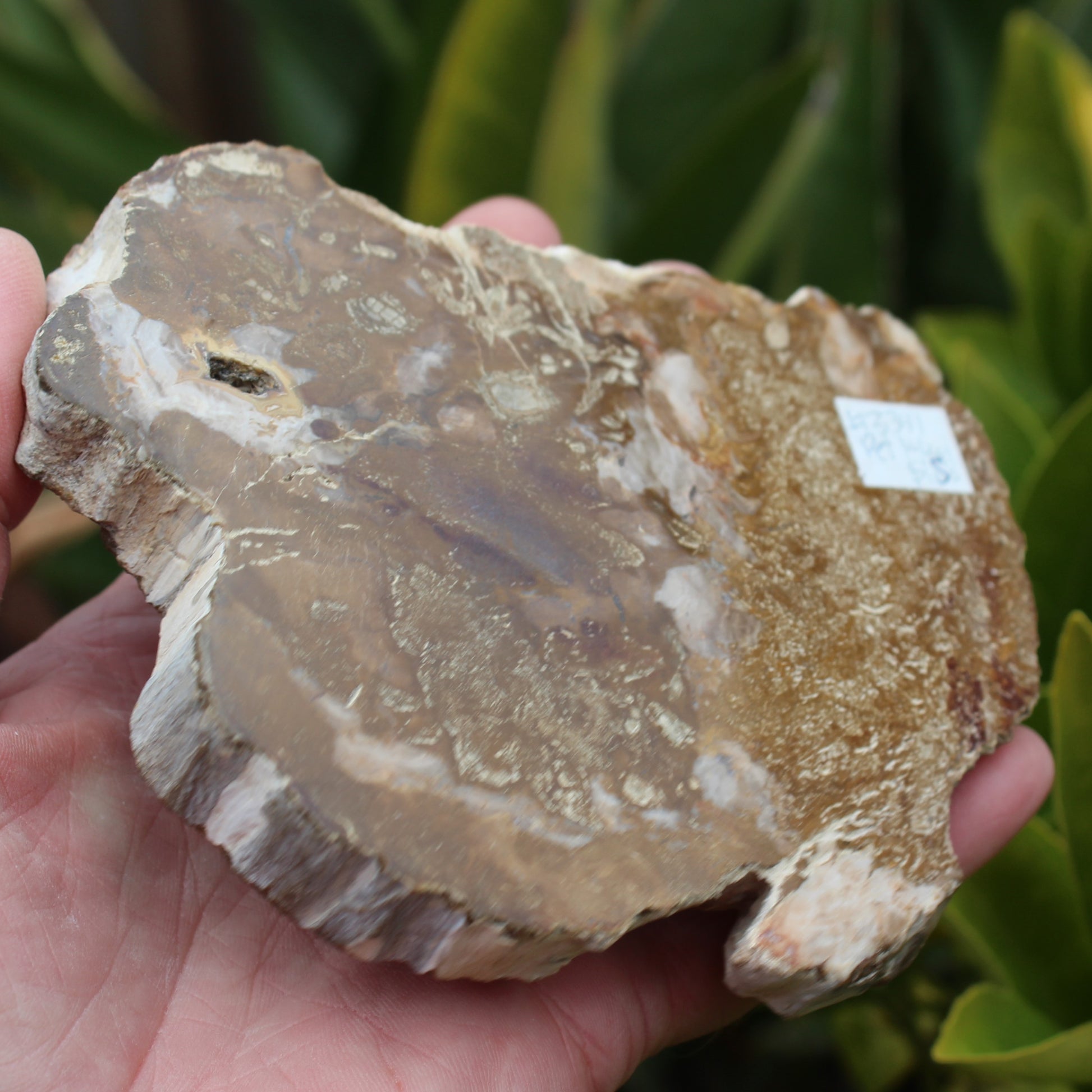 Petrified Wood slice from Madagascar 464g Rocks and Things