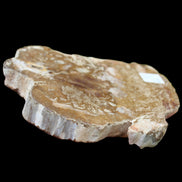 Petrified Wood slice from Madagascar 464g - Rocks and Things Store