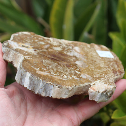 Petrified Wood slice from Madagascar 464g Rocks and Things