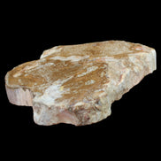 Petrified Wood slice from Madagascar 464g - Rocks and Things Store