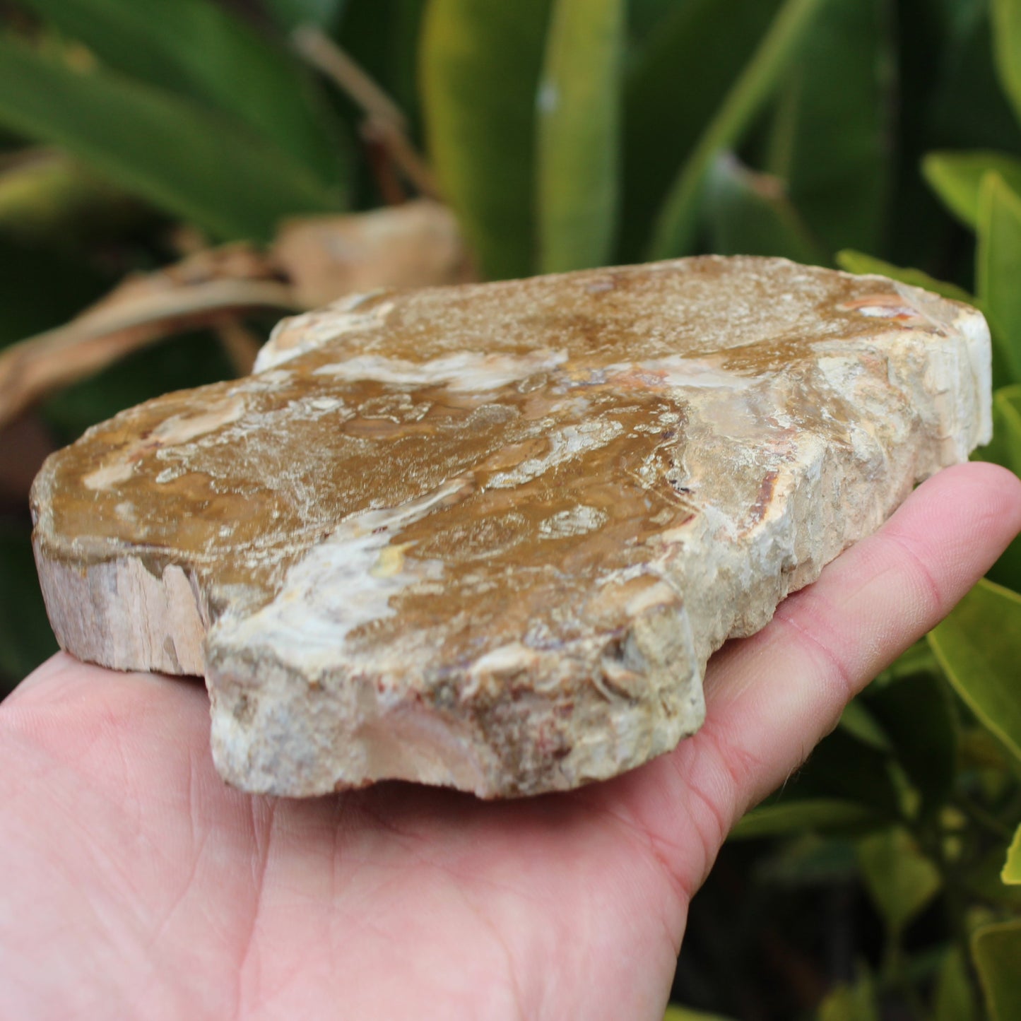 Petrified Wood slice from Madagascar 464g