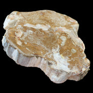 Petrified Wood slice from Madagascar 464g - Rocks and Things Store