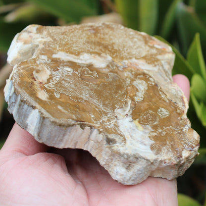 Petrified Wood slice from Madagascar 464g Rocks and Things