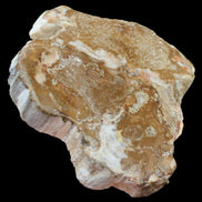 Petrified Wood slice from Madagascar 464g - Rocks and Things Store