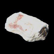 Petrified Wood 32*25*20mm from Texas, USA 27g in sunlight - Rocks and Things Store
