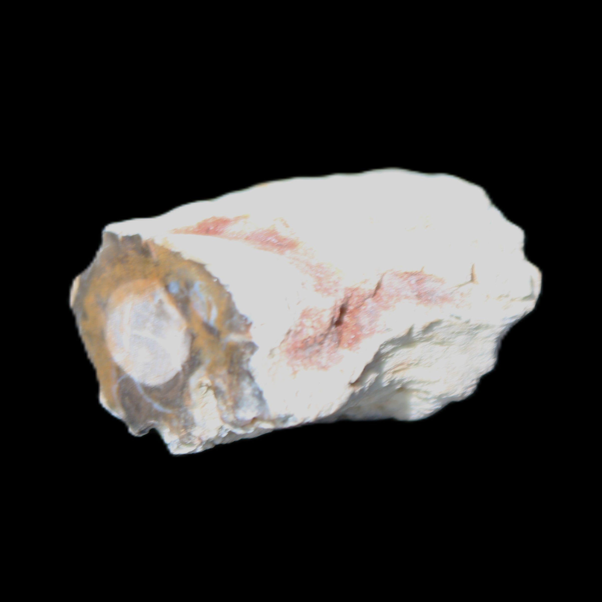 Petrified Wood 32*25*20mm from Texas, USA 27g in sunlight - Rocks and Things Store